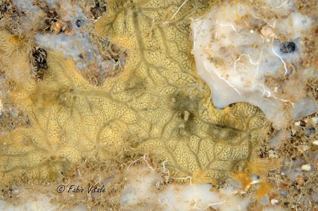 Poriferi in Grotta delle Burrare